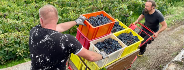 Drone agricole de Damien  de VIN DE LA FAMILLE FISCHLI les vendanges
