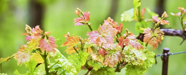 Drone agricole de Damien  de VIN DE LA FAMILLE FISCHLI les vendanges