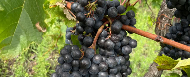 Drone agricole de Damien  de VIN DE LA FAMILLE FISCHLI les vendanges