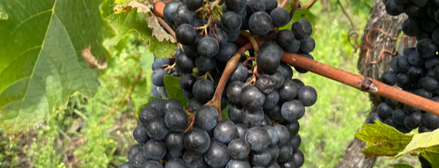 Drone agricole de Damien  de VIN DE LA FAMILLE FISCHLI les vendanges